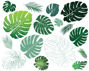 Fototapeta na wymiar Summer, spring leaves set. Set of Tropical leaves. Green flat icon. vector, Isolated on white