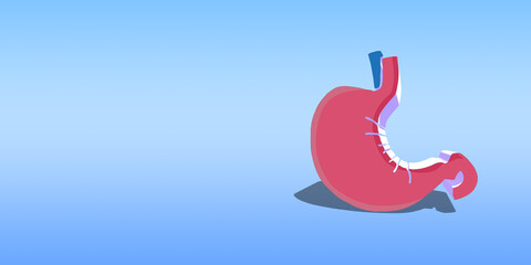 3D stomach organ isolated on blue background and spaces