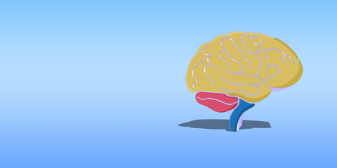 3D human brain isolated on blue background with spaces