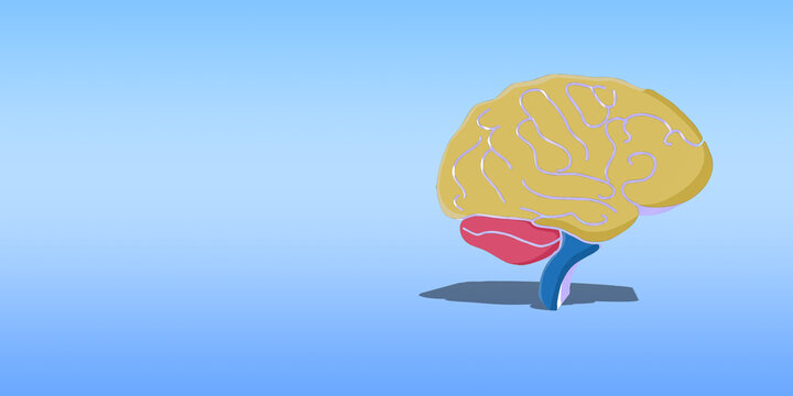 3D human brain isolated on blue background with spaces