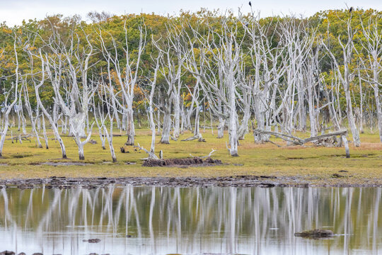 野付半島とナラワラ「秋の北海道」