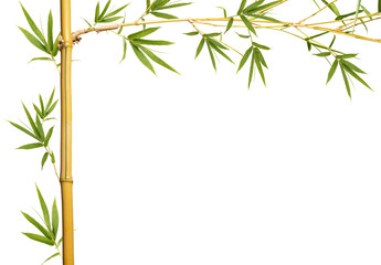 Bamboo branches With Bamboo leaves isolated on white background, Bamboo branches With empty space...