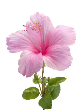 Pink Hibiscus Flower With Leaf Isolated On White Background, Fresh Hibiscus Flower On White Background  PNG File.