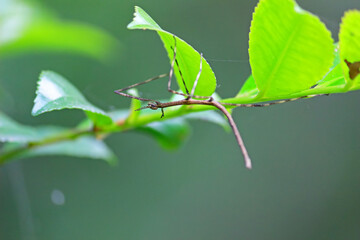木の葉につかまって歩いていくナナフシ