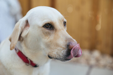 Funny dog licking nose outside close up portrait.