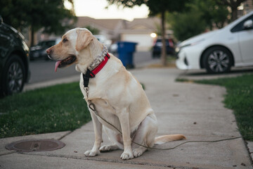 Dog on leash sitting on sidewalk looking away