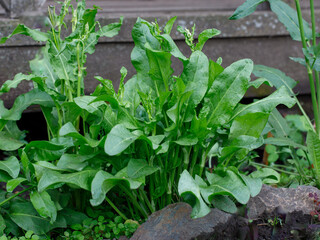 Sorrel. Beautiful herbal abstract background of nature. rumex acetosa. Perennial herb. Spring landscape. Popular cooking seasoning. Home plants, products. Gardening