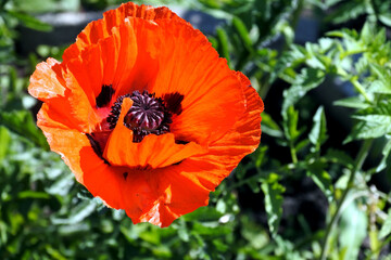 Fototapeta premium poppies illuminated by the sun in the garden
