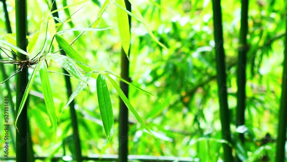 Poster motion of bamboo leaves after rainy in wind use as natural background. bamboos green leaves and bamb