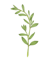 Green leaf watercolor illustration.