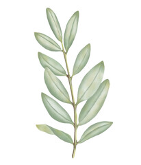 Fototapeta premium Green leaf watercolor illustration.