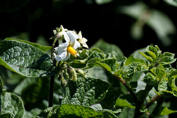 white fresh pea flowers in the garden