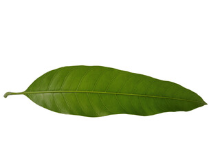 Fototapeta na wymiar Green mango leaf isolated on transparent background PNG