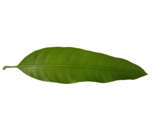 Green mango leaf isolated on transparent background PNG