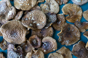 dried panther fly agaric. fly agaric microdosing