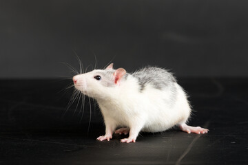studio portrait of a gray-white rat