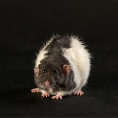 portrait of a rat on a black background