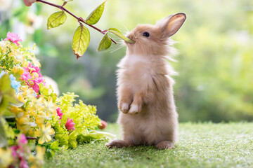 Healthy lovely new born bunny easter rabbit eating green vegetable on nature flower background. Cute playful fluffy rabbits, mammal with beautiful bright eyes in nature life. Symbol of easter day. © unikyluckk