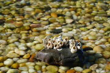 closeup of barnacles on rock in shallow water at rocky beach