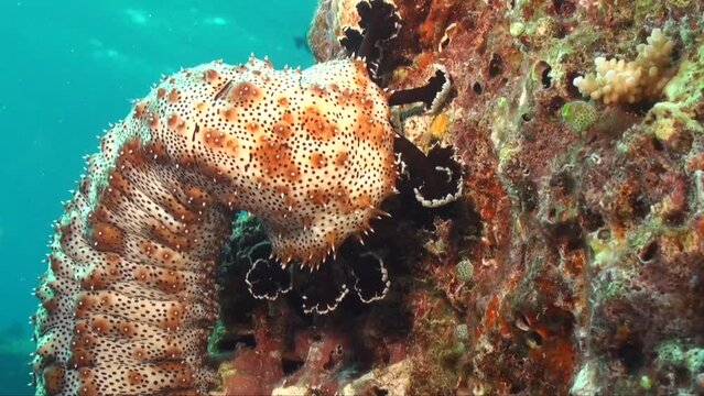 Sea cucumber walking on colorful coral reef