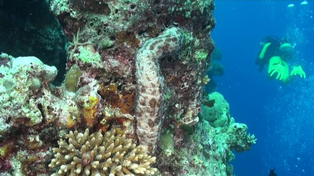 Sea cucumber on drop off coral reef and scuba diver in the background