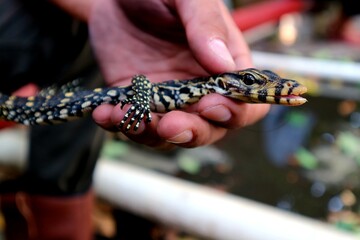 Small size monitor lizard (biawak) caught by humans