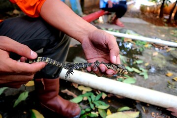 Small size monitor lizard (biawak) caught by humans