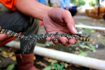 Small size monitor lizard (biawak) caught by humans