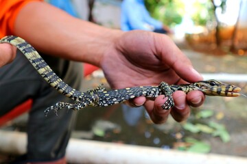 Small size monitor lizard (biawak) caught by humans