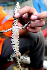 Small size monitor lizard (biawak) caught by humans