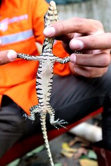Small size monitor lizard (biawak) caught by humans