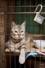 Shelter Cat Looking For Home