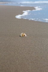 Sand dollar peeking out of the beach