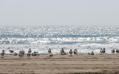 Birds relaxing on the hot beach