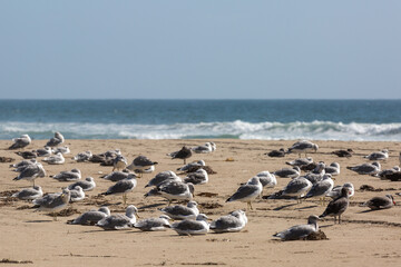 Birds relaxing on the hot beach
