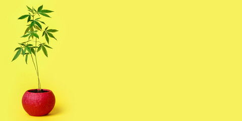 Green hemp in pot on yellow background with space for text
