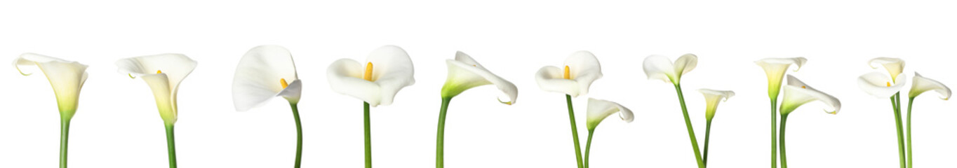 Set of beautiful calla flowers on white background © Pixel-Shot