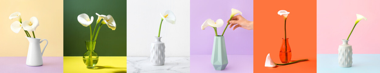 Collage with beautiful calla flowers on colorful background