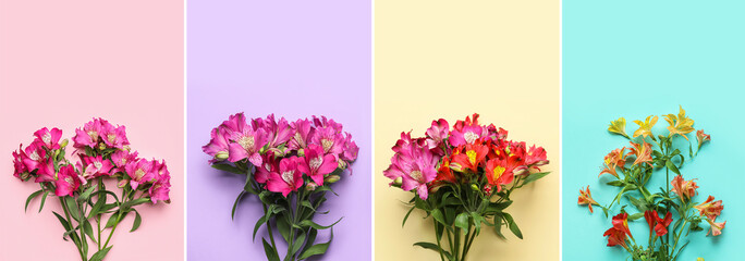 Collage with bouquets of beautiful Alstroemeria flowers on colorful background, top view