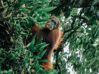 Orangutan (orang-utan) in his natural environment in the rainforest on Sumatera island with trees behind