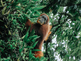 Orangutan (orang-utan) in his natural environment in the rainforest on Sumatera island with trees...