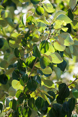 Green simple alternate uncurved crenately margined glabrous ovate leaves of Populus Trichocarpa, Salicaceae, native dioecious deciduous tree in the San Bernardino Mountains, Summer.