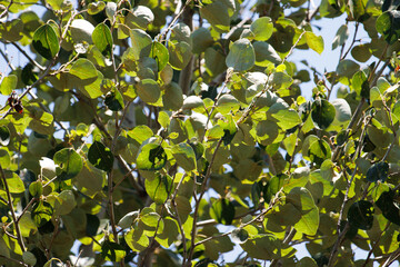 Green simple alternate uncurved crenately margined glabrous ovate leaves of Populus Trichocarpa, Salicaceae, native dioecious deciduous tree in the San Bernardino Mountains, Summer.