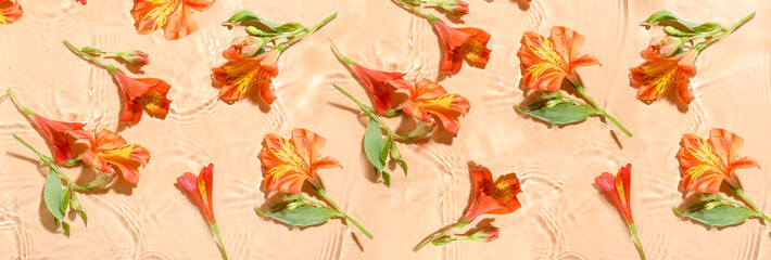 Beautiful alstroemeria flowers in water on color background, flat lay