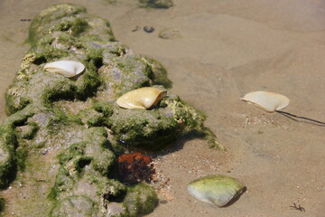 Praia com pedras e conchas na areia, dentro da água cristalina.