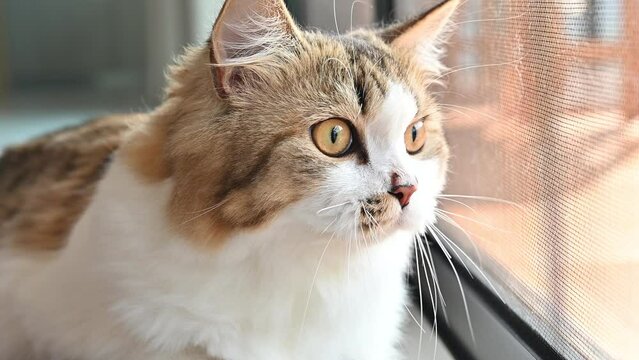 Curious cat looking outside the window while owner using a brush for keep their hair from becoming tangled or matted.