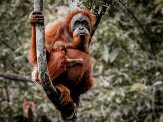 Orangutan (orang-utan) in his natural environment in the rainforest on Sumatera island with trees behind.