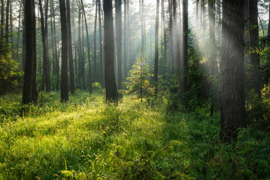Beautiful sunny morning in green forest