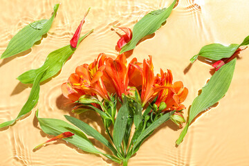 Beautiful alstroemeria flowers and leaves in water on color background