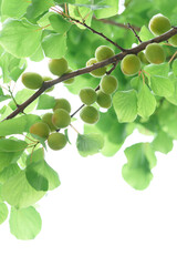 梅の実　Japanese apricot ; ume